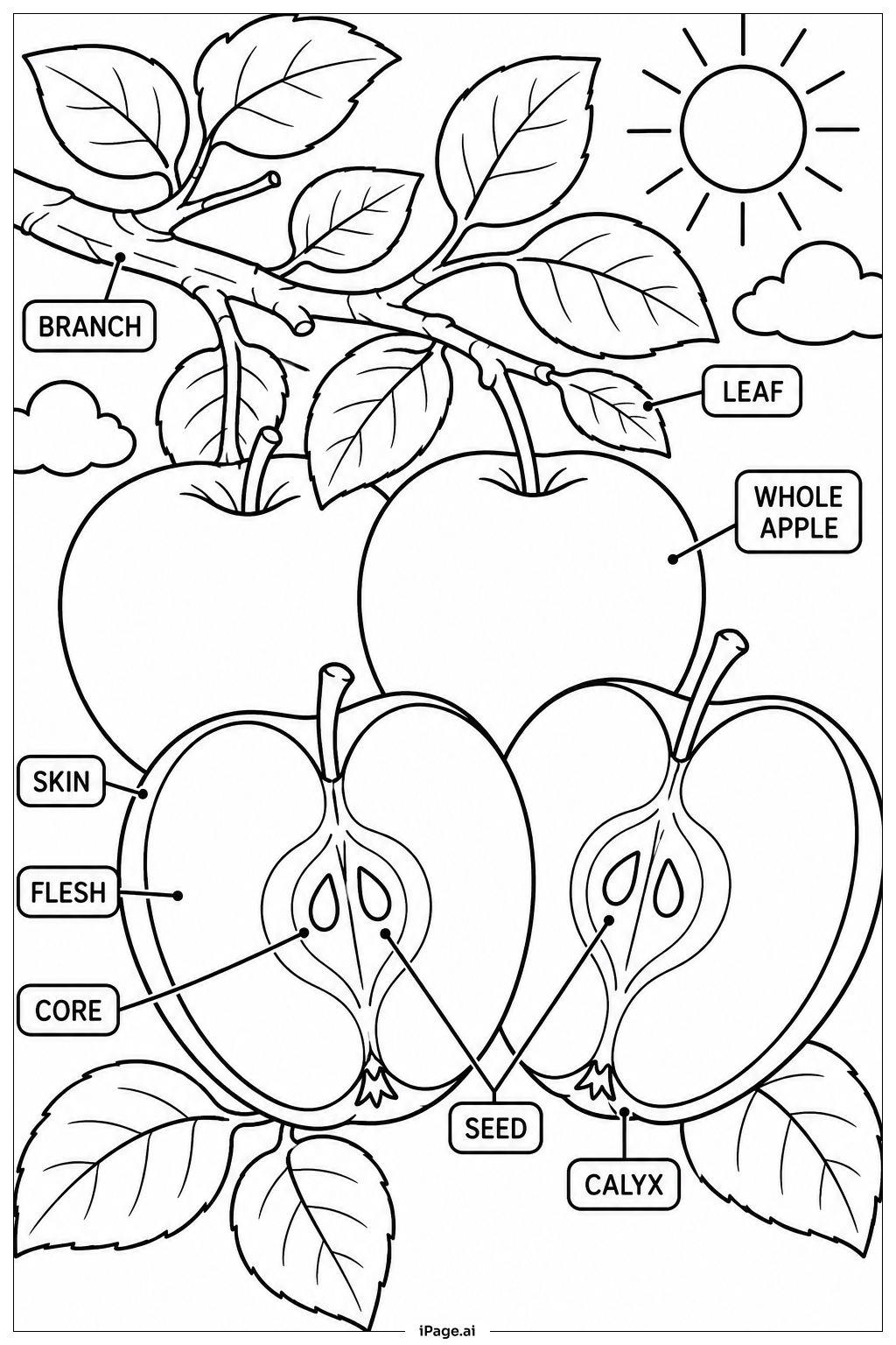 Página para colorear de Sección Transversal de Manzana