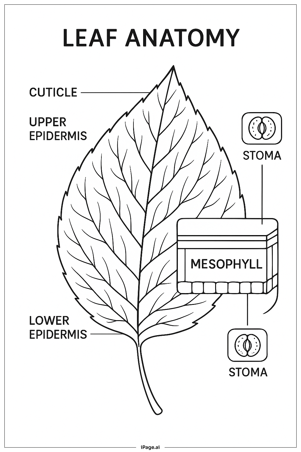  光合作用葉片解剖學研究著色頁 