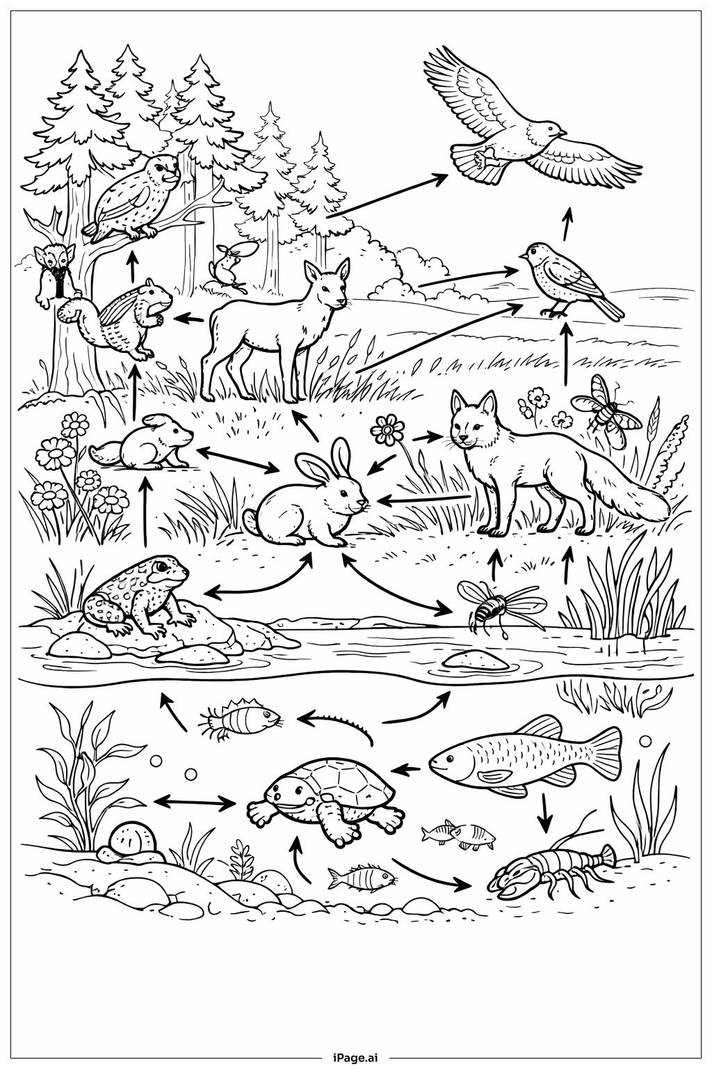  科学生态系统食物网填色页 